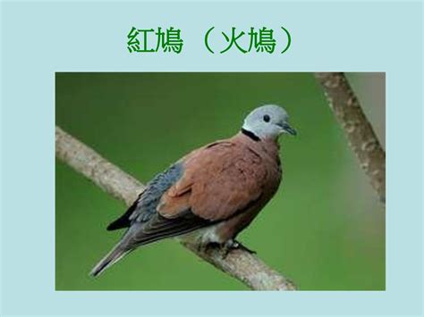 屬火動物|紅鳩